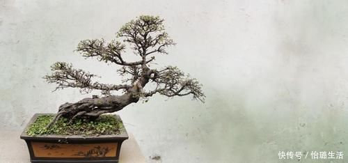 整体造型|盆景树木叶片太大，3个控叶技巧，让叶片变小，尽显古朴苍老，不学可惜了
