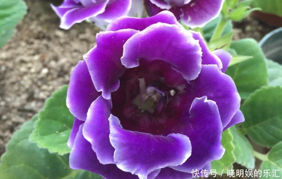 家里采光差就养几种花,随随便便就开花,颜值也很高