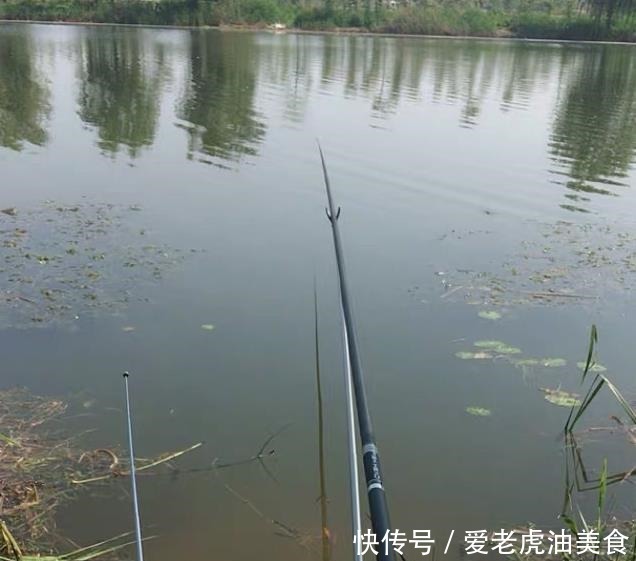 大鱼|6月份钓鱼，最好选这两个鱼开口的时间段，一小时比平时半天还多！