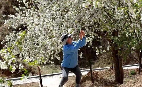 府谷王家梁：以“花”为媒 打造陕西北大门乡村特色旅游