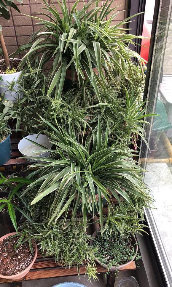 仙人掌科|7种花公认好养,几乎养不死,看看你家有没有