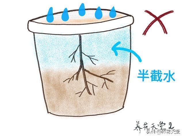 7种常见的浇水方式,不仅新手不懂,有些人养花10年都没搞清楚