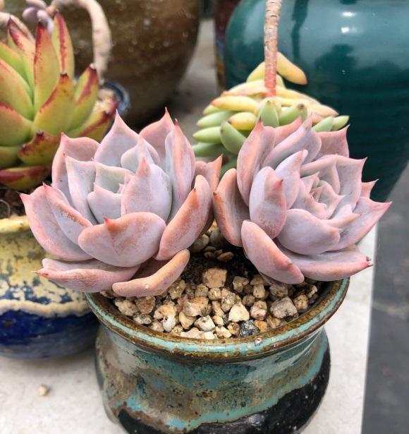 草炭土|最好养的景天科多肉,种到土里不用管,毛细根蹭蹭扎到土里