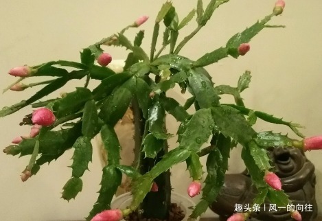 冬季家养蟹爪兰总是难开花做好这几个细节，轻松花开爆满盆