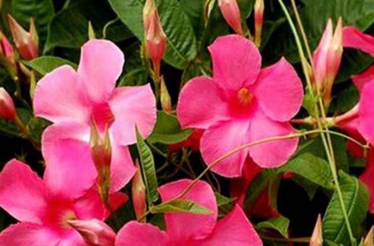 4种鲜花,花朵娇艳花期长,好养又易活30天不浇水照样生长