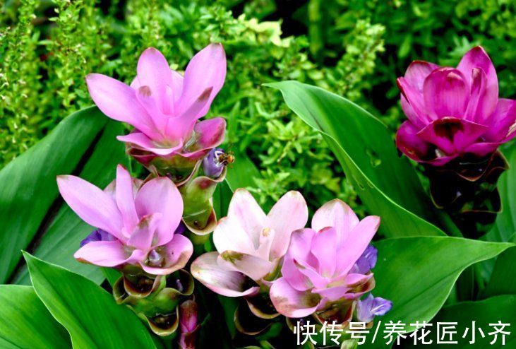 一块“洋姜”种花盆,开满粉色荷花,现在种一盆,持续开花100天