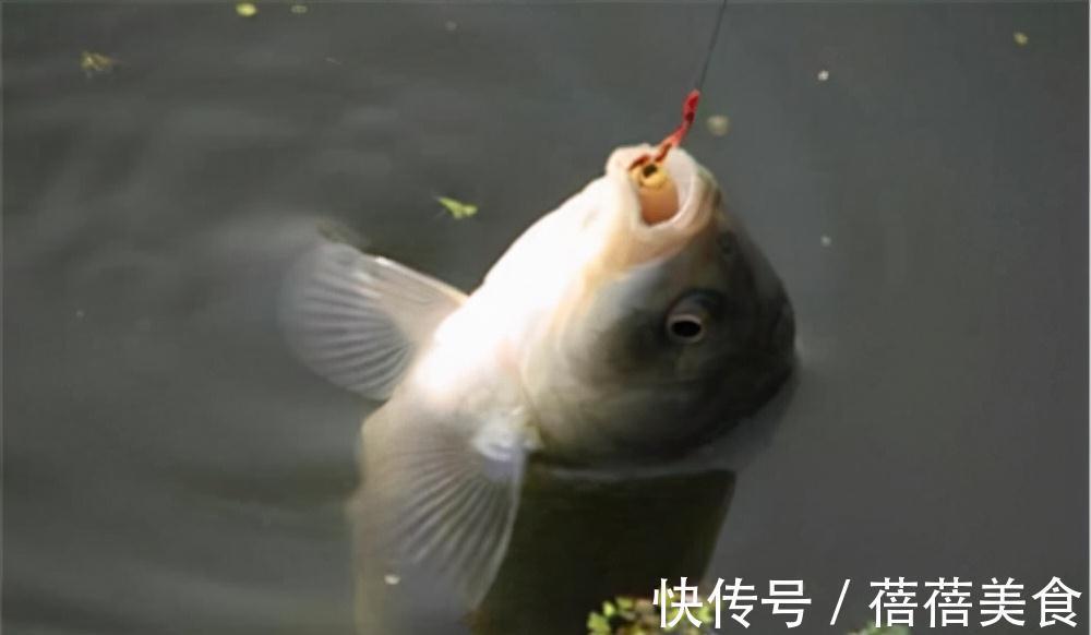 降温好钓鲫鱼?别逗了,做不到这两点,一口都没有很正常
