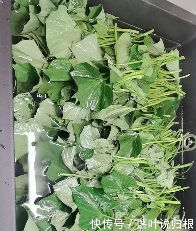 这菜农村到处有,城里8块一斤,比鸡鸭肉强,视力清晰,身体强壮