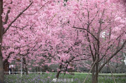 期盼的春天如约而至！武汉樱花如约绽放