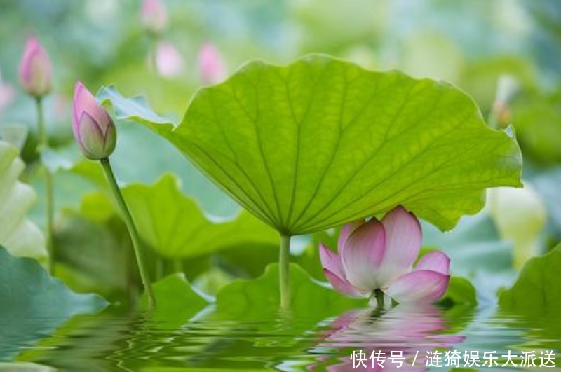 李白|“出水芙蓉”原本何意诗词大会近一半人答错，低估李白的想象力