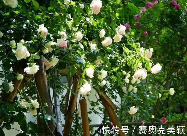 烂漫|想养花树没头绪?这三种花树,是公认的口碑好还“上档次”