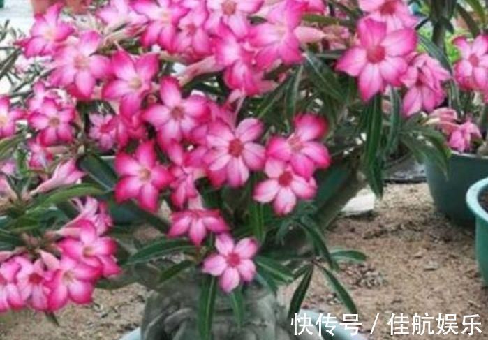 美极了|夏天“盛开”的几种花，越热越开花，家中养2盆，美极了