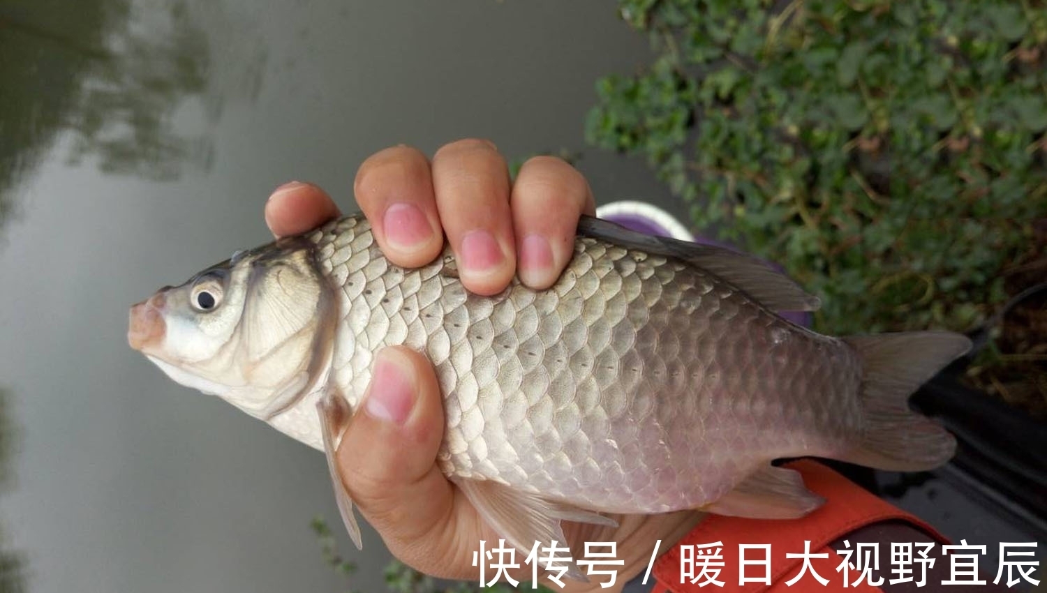 水草|如何钓野生大鲫鱼?野生大鲫鱼喜欢什么味型?野钓大鲫鱼的诀窍