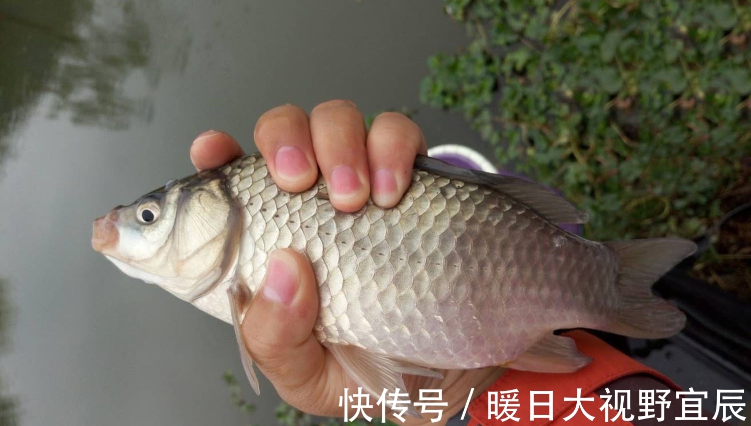 水草|如何钓野生大鲫鱼？野生大鲫鱼喜欢什么味型？野钓大鲫鱼的诀窍