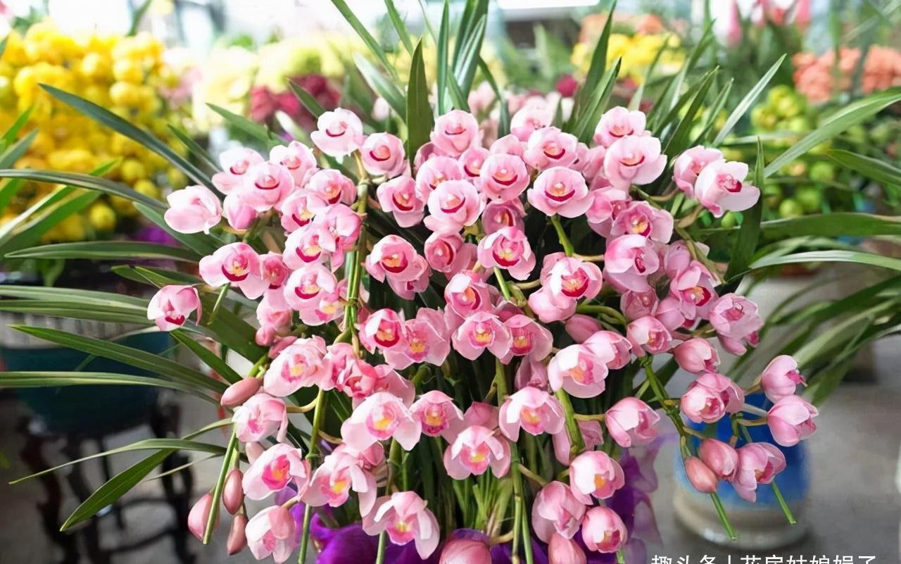 这6种花都是春节“必买”的花,给它们做个比较,就知道选哪种了