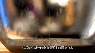 温度|面包要想做得好吃,天然酵种少不了,制作问题解决方案都在这里