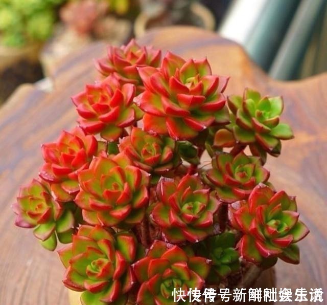 艾伦|养多肉,就养这“6盆”,越长越肥,颜色越来越好看,太美了!