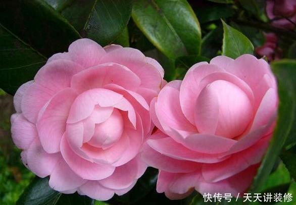 春天|春天养“3颗树”美观又耐阴,客厅摆1盆,能升档次还“旺人”