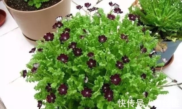 黑杰克|盘点：20种世界上最黑的花，黑的美，黑的妙，黑的呱呱叫