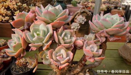 冬天养多肉白凤,了解掌握3个要点,仙气十足,谁见了都夸美!