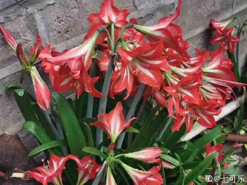 大门口种的花，开花好看，回忆满满