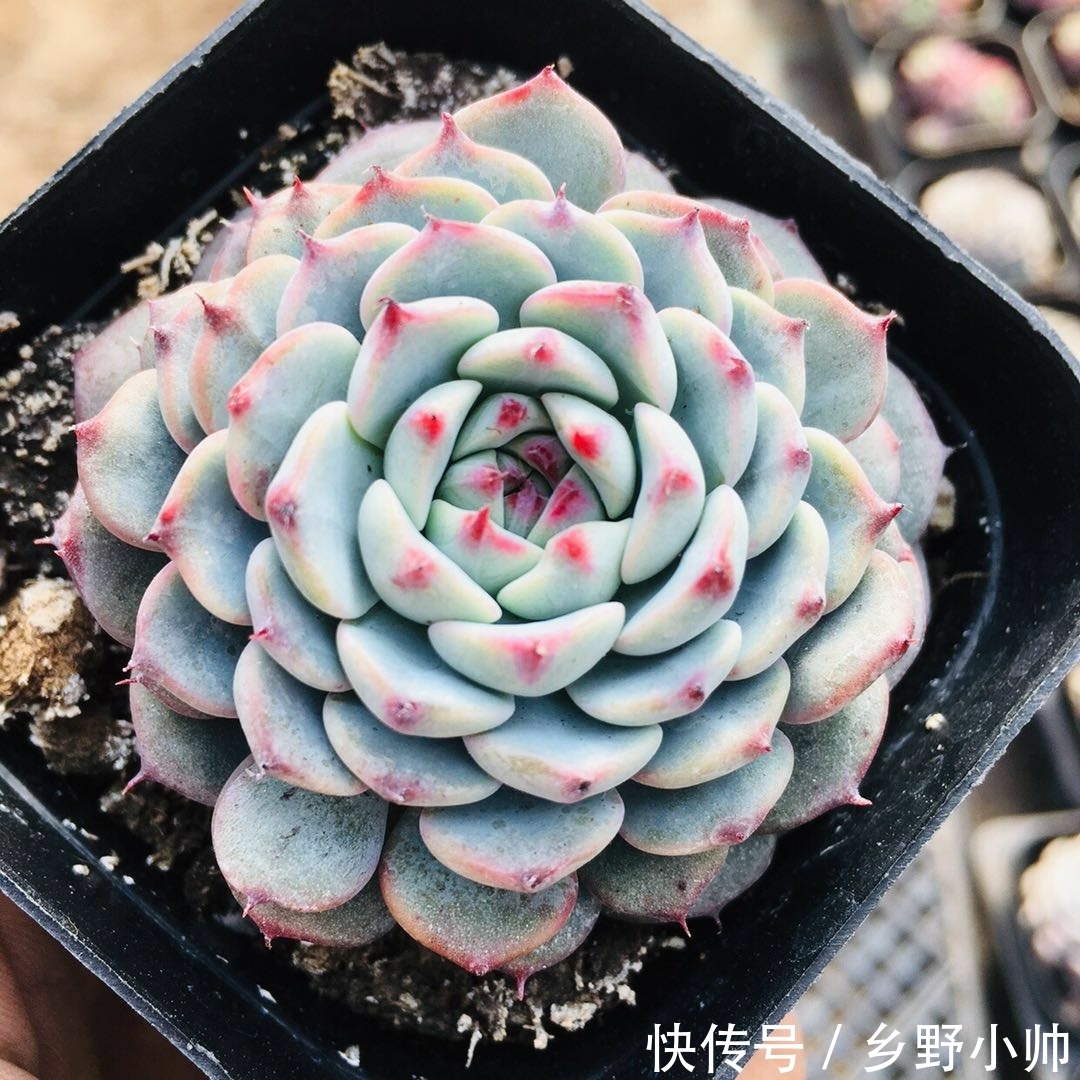 小帅|这些蓝色系多肉,简直像天使身边的小精灵,太美了