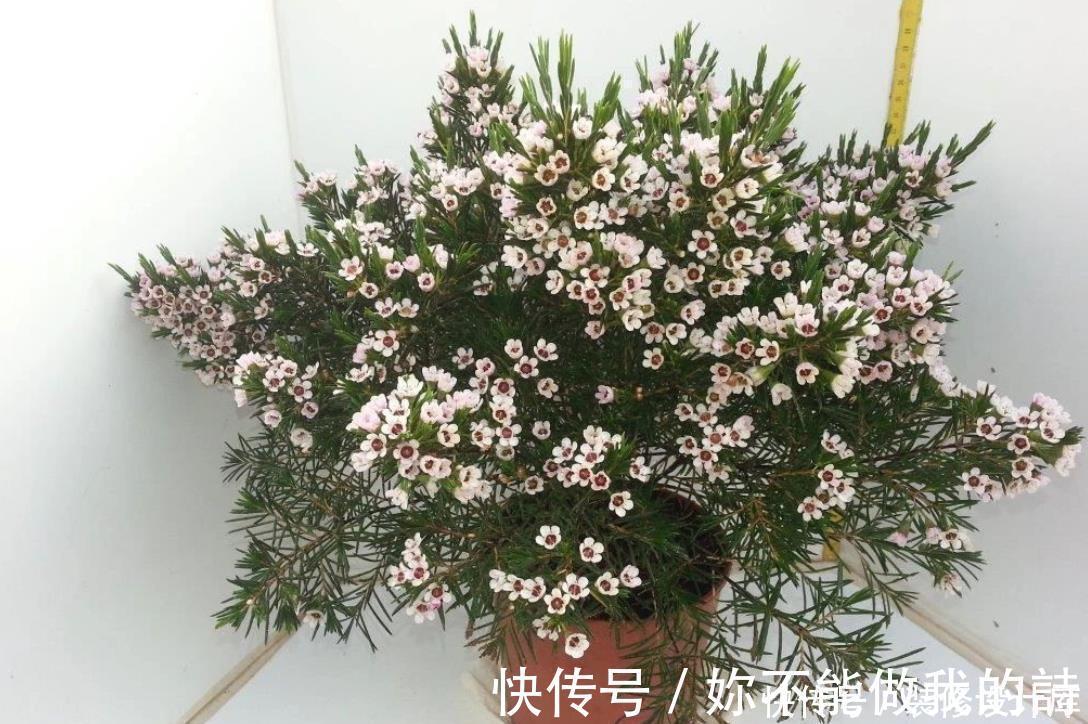 腊梅|今年流行的一款“花卉”,比腊梅好养,而且四季能开花!