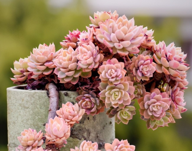 丝绸面纱可以这么美,颜色既鲜艳,又是悬挂老桩,能不羡慕吗?