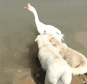 |搞笑GIF:你永远都不知道你的逗比小伙伴自己一个人的时候是什么样的!