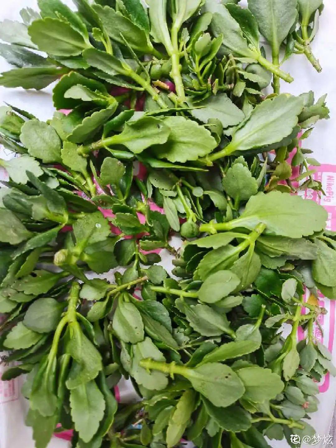 8种花夏天太容易死,现在赶紧扦插,死了也不心疼!