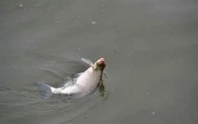 遇见大鱼打桩，不想切线或者断竿，这样做就能搞定！