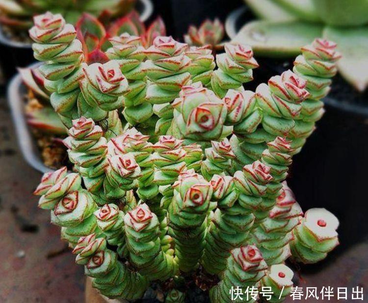 几种花随便养,寓意超好的,招财纳福好运来,日子越过越红火