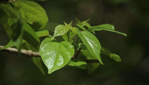 动物|该植物的叶子臭臭的,动物不爱吃,却被人们做成美味佳肴