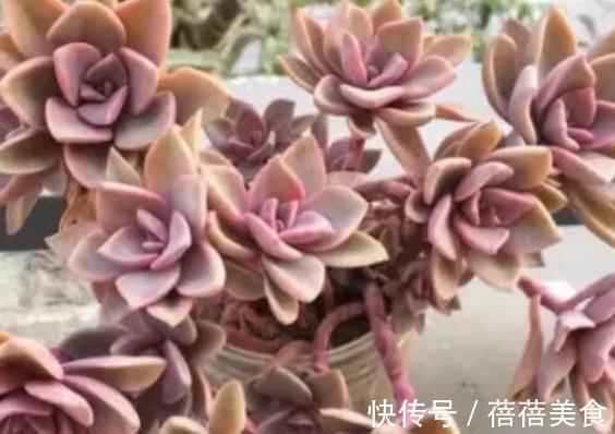 冬天值得你拥有的8种粉色多肉,好养护又漂亮
