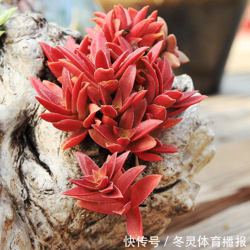 徒长|号称“徒神”的4种多肉,夏天稍不留神就成高个子,新手慎养