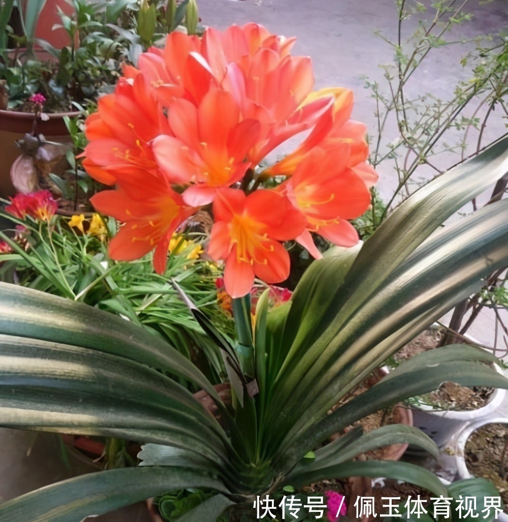 花盆|想要君子兰一花多箭，现在就得做好养护，背熟5句话，用上就管事