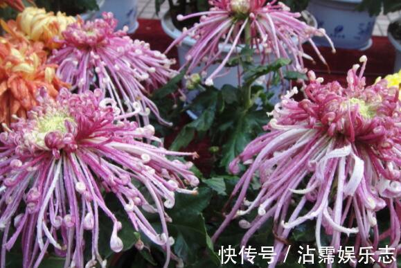 菊花|喜欢养花，不如养盆桂圆菊，简单好养开花爆盆，超可爱