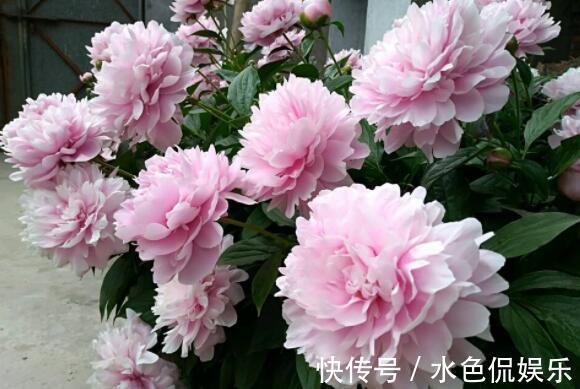 佳品|4种花卉，淡雅婉约，整个夏天都在开，繁殖快花色艳，是盆栽佳品