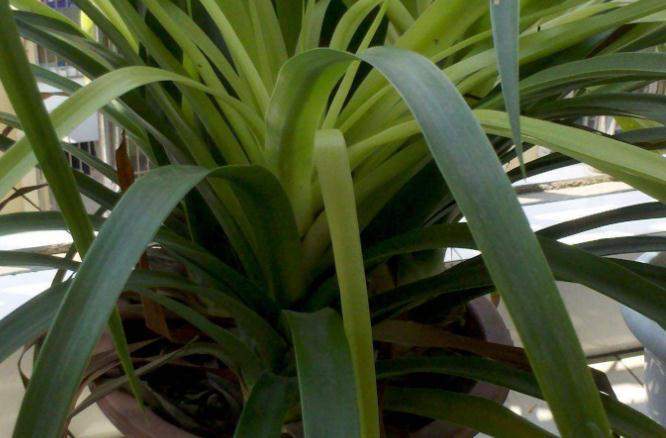 初冬逛花市,遇到3种花随便买,懒人都能养爆盆,过冬很简单