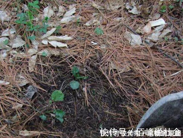 旧土|养花旧土别丢,掺入这“3样”,肥得流油不板结,养花太旺了