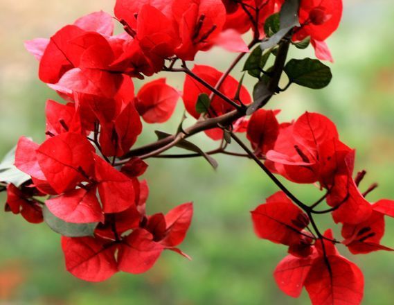 此款花卉,好养易爆盆,寓意好作用多,空气清新又旺财,很实用!