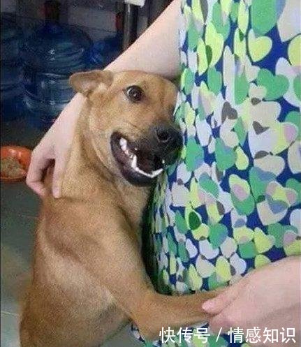 狗被偷主人到处寻找 狗肉档内找到狗那一刻我落泪了 快资讯