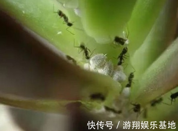 花草生了虫子怎么办不用烦,仅需一个塑料袋,就能解决问题