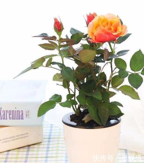 玫瑰怎么养记住5个养殖要求,助你成功养殖好盆栽玫瑰花!