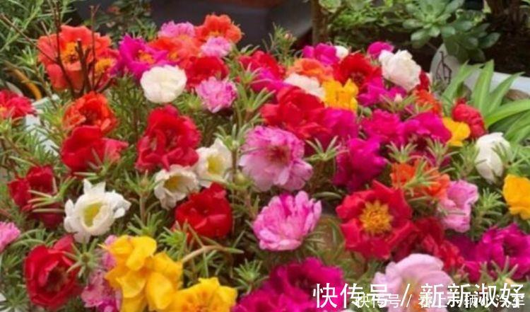 种花|3种花花朵硕大、花期长,看了就让人沉醉,年年开花不断,美!