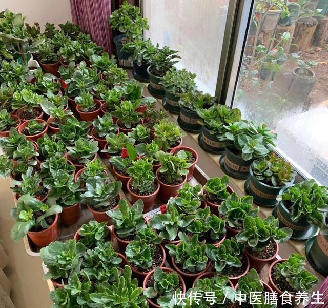 她对长寿花“痴迷”,2个阳台、6个窗台都摆满了,过年开成花海!