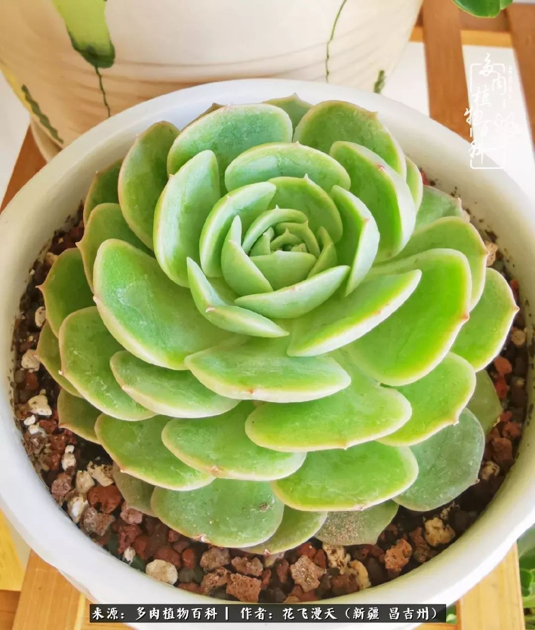 对多肉是发自内心的喜欢,心甘情愿被它们俘虏!