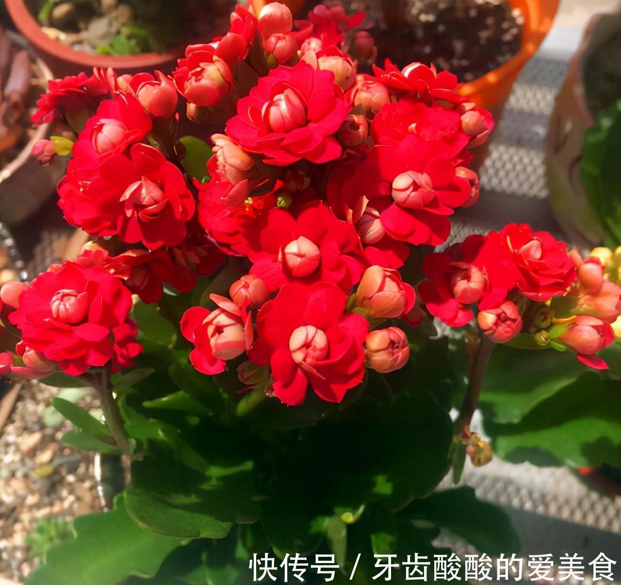 老桩|五种“大老桩”却要小盆养，用对盆，少管多晒更利于生长