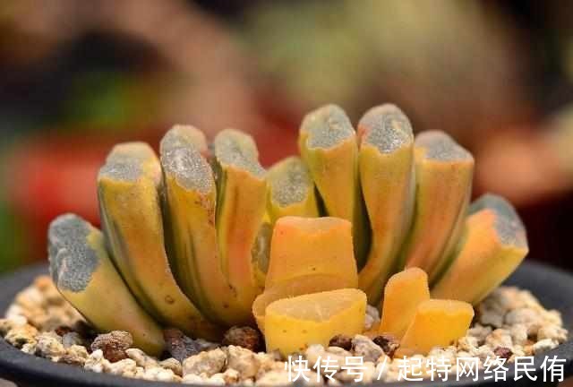 玉扇锦|多肉植物图鉴之玉扇锦