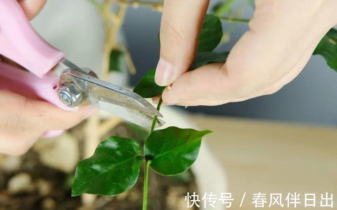 施肥|8种花赶紧剃头,剃得越狠,开花越多